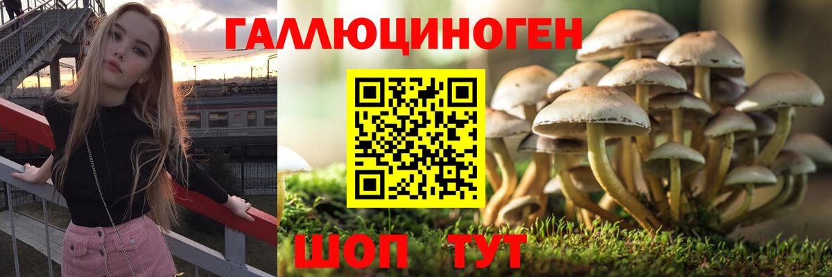Галлюциногенные грибы Psilocybe Ярославль